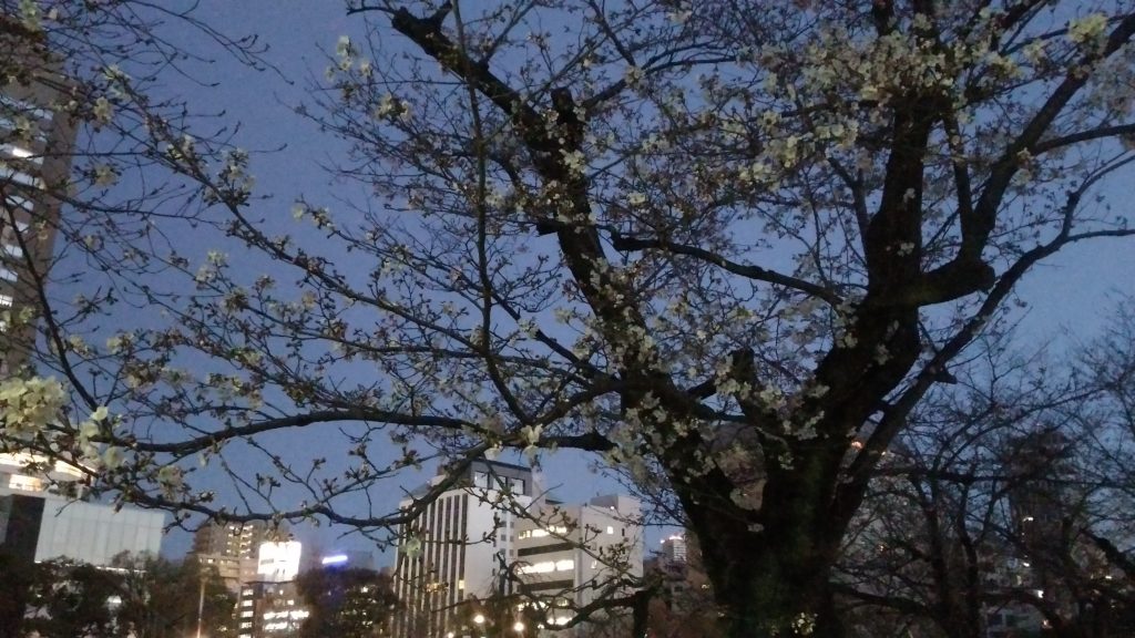 元安川沿いの桜