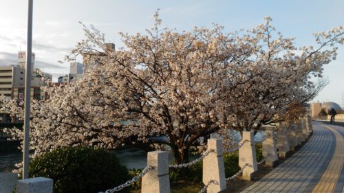 相生橋の桜