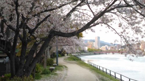 平野橋と桜