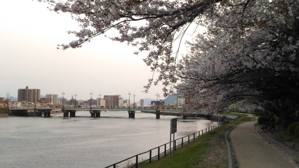 御幸橋と桜