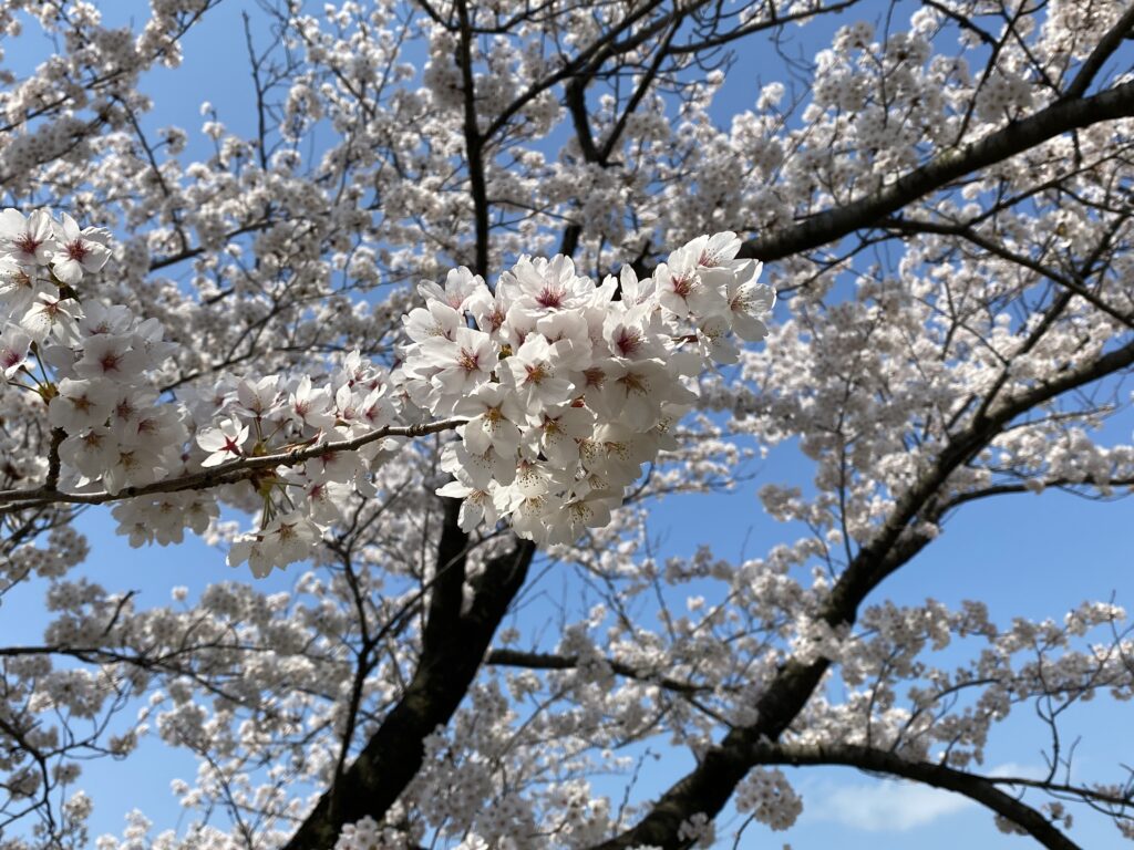 日和山公園 満開の桜